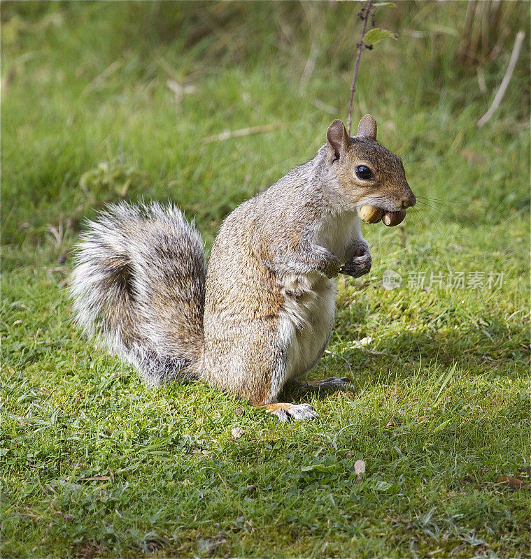 灰松鼠(Sciurus carolinensis)